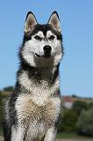 SIBERIAN HUSKY 682